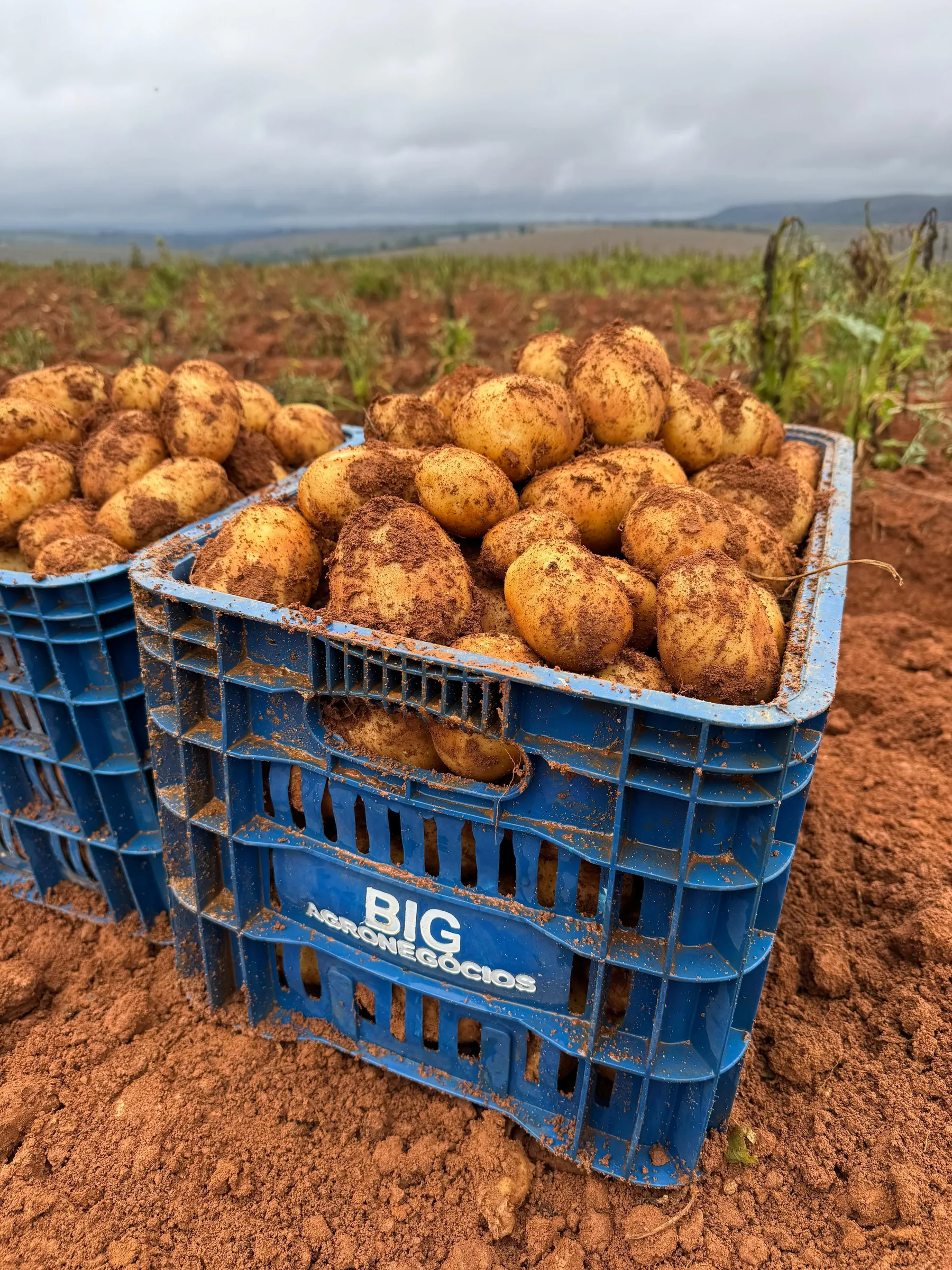 Caixa de colheita da BIG Agronegócios