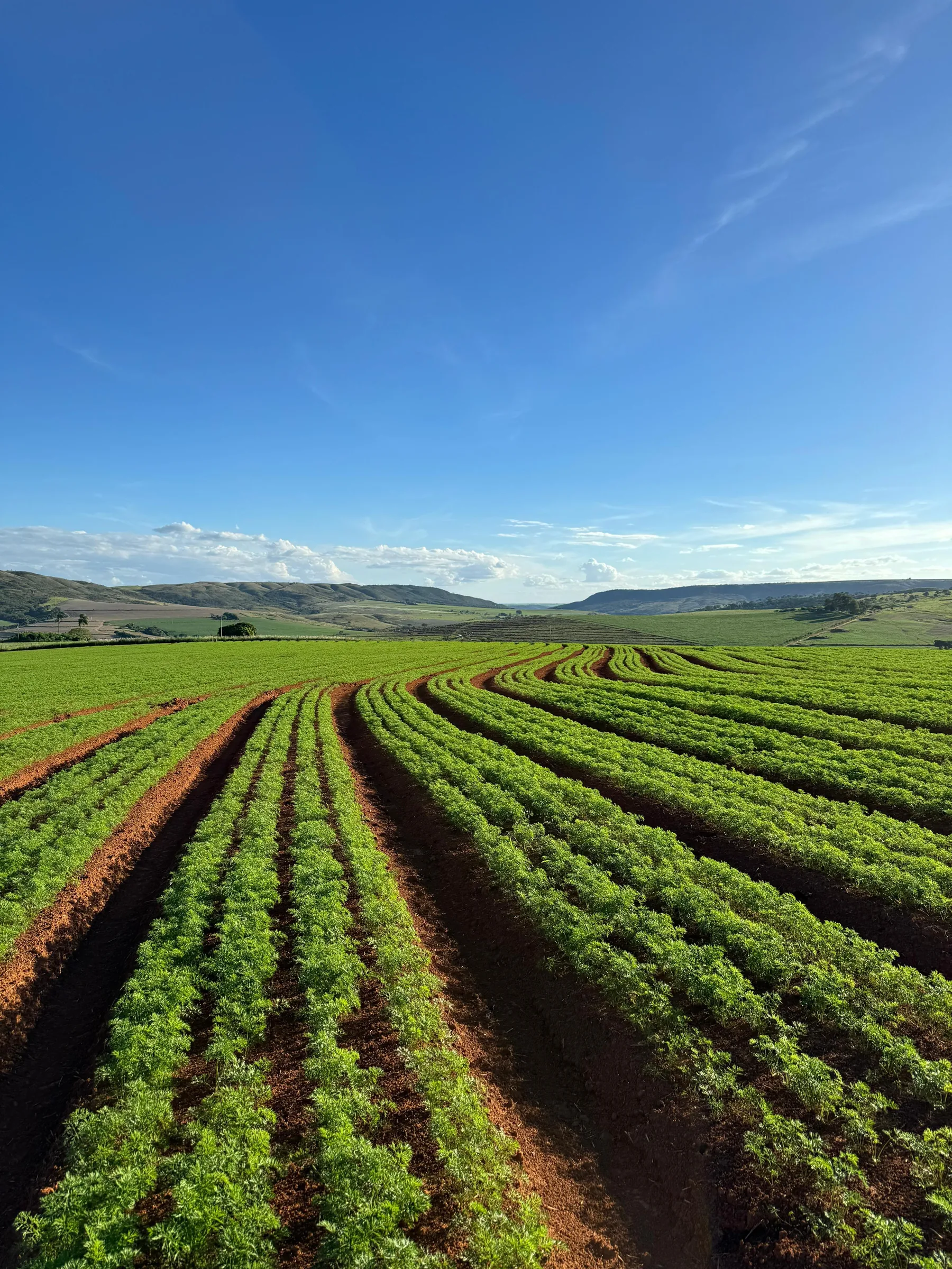Lavoura de cenoura com as colinas do Alto Paranaíba ao fundo